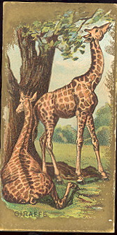 N216 Giraffe.jpg